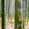 once, i was in a bamboo forest (iii)